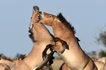 Przewalski’s horses in Hortobagy National Park, and more from around the world