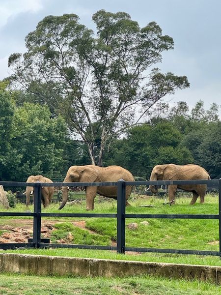 Harvard legal scholars join battle to free elephants from Johannesburg Zoo