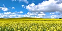 Canola fields, Western Cape