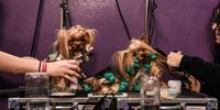 Two Yorkshire terriers are groomed before participating in the 144th annual Westminster Kennel Club Dog Show on February 10, 2020 in New York City. The show  brings more than 200 breeds and varieties of dog into New York City for the the competition which began Saturday and ends Tuesday night in Madison Square Garden with the naming of this year's Best in Show.(Photo by Stephanie Keith/Getty Images)