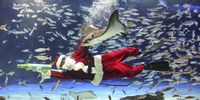Risa Tanaka, a feeding diver with four years of experience, wears a Santa Claus costume while practicing in preparation for a Christmas special feeding performance at the Sunshine Aquarium in Tokyo, Japan, 14 December 2023. The aquarium once prepared a different seasonal aquarium performance at the penguin tank but bird flu forced the cancellation of the performance and the return of their traditional 'Santa Diver' feeding performance. The special Christmas performance will occur from 22 to 25 December 2023.  EPA-EFE/KIMIMASA MAYAMA