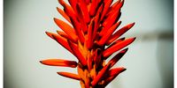 Winter Bloomer. Image: Kari Linder