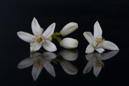 Year of the Orange 0.2: The Beginning