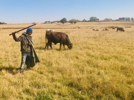 Blocking land occupiers from grazing their cattle amounts to eviction — judgment