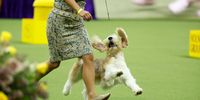 A dog competes in the 147th Annual Westminster Kennel Club Dog Show Presented by Purina Pro Plan at Arthur Ashe Stadium on May 08, 2023 in New York City. (Photo by Sarah Stier/Getty Images for Westminster Kennel Club)