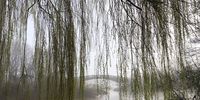 Early morning River Severn at Upton upon Severn Worcestershire. UK. Image: Lesley Caplan</p>
<p>