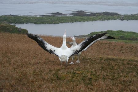 Gough Island: Mission to stop mighty mice from literally eating threatened seabirds alive in South Atlantic