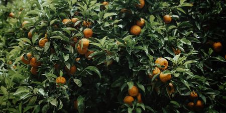 Omnia to take the money and run