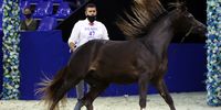 epa09082291 A horseman guides horse El Nood Al Hufan from the UAE during the first day of the 16th edition of Dubai International Arabian Horse Championship in Gulf emirate of Dubai, United Arab Emirates, 18 March 2021.  EPA-EFE/ALI HAIDER