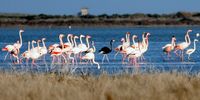 A rare black flamingo surrounded by conventionally colored flamingos after it returned to the Limassol Salt Lake in January 2016. (Credit: EPA / Varnavas Michael)
