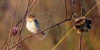 Entrapped Levaillant’s cisticola. Photographer: Boshoff Steenekamp