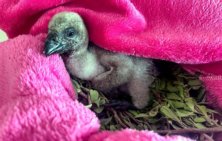 Flight plan — 23 vulture chicks hatch at Eastern Cape reserve, marking rewilding milestone