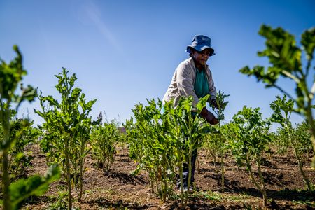 Lenin Drive food garden: From a dump to a productive urban farmland predominantly run by Alexandra women