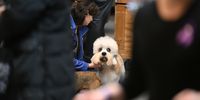 NEW YORK, NEW YORK - FEBRUARY 11: A dog is groomed backstage during the 149th Annual Westminster Kennel Club Dog Show – Junior Showmanship, Group Judging (Sporting, Working, Terrier) + Best in Show at Madison Square Garden on February 11, 2025 in New York City.  (Photo by Bryan Bedder/Getty Images for Westminster Kennel Club )