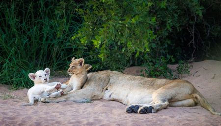 After the floods, Greater Kruger Park is opening up again. Should you go now? 