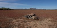 elephant-crossing-karoo