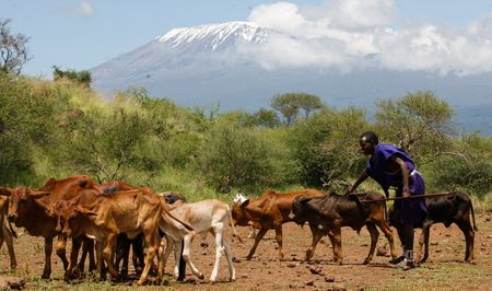 Romantic visions of pastoral Africa won’t solve urban food insecurity