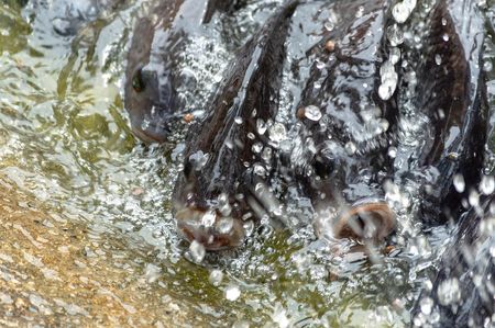 Fish is good food and demand outstrips supply in Kenya: how to produce more and get it to market safely