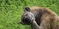 Smiling hiena. Photographer: Anja Greyling