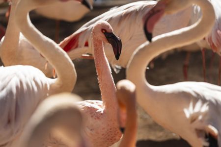 Joburg Zoo's Lesser flamingos, and more from around the world