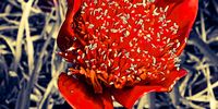 Paint Brush Lily. Image: Karin Linder