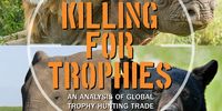 ‘Trophy hunting’, specifically, is a form of hunting in which the hunter’s explicit goal is to obtain the hunted animal’s carcass or body part, such as the head or hide, as a trophy that represents the success of the hunt. (Image: ifaw / Wikipedia)
