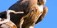Vulture watching you! Image: Karin Linder