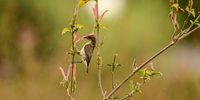 A bird enjoying a flower. (Photo: Angus Begg)