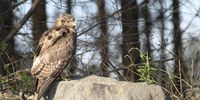 Jackal Buzzard seen on the R617, KZN.