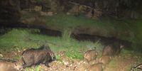A bush pig family traverses a wildlife corridor in  the Riviersonderend area.