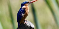Malachite Kingfisher. Photogrrapher: Yvonne Botha 