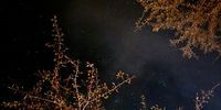 Etosha night sky. Photographer: Anson Fehr