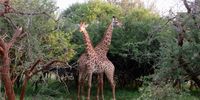 Taken at Marloth Park on Thursday 11th March. Too good not to share I thought.