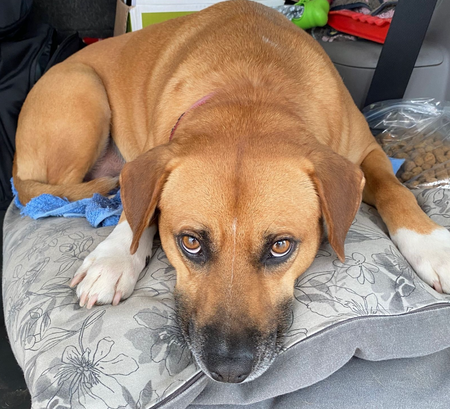 Maverick Insider On Hold_#7_Biscuit