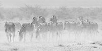 Dry and thirsty. Image: Sharlene Cathro @sharlenewildlifephotography
