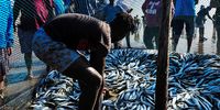 Locals gather during the annual Sardine Run on Durban's Addington Beach on 26 June 2021. (Photo: Gallo Images/Darren Stewart)