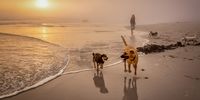 Doggos in the mist, Witsands at sunset. Photographer:<br>Natalie Goldsmith