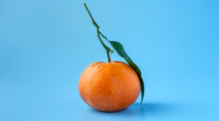 How unpopular EU measures prepared South Africa’s citrus industry to weather the Covid-19 storm