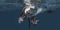 Donny the penguin. Photographer: Don Hunter<br>