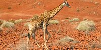 My kingdom for a tree! Giraffe - between Khowarib and Brandberg, Namibia. Photographer: Con Fauconnier