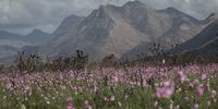 Over the hills and far away, a picturesque view of the Kogelberg. Photographer:  Peter Strydom
