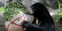 Sun bears often stand upright and are able to carry objects while walking. A Sun Bear receives a Christmas treat at Taronga Zoo on December 14, 2012 in Sydney, Australia.  (Photo by Lisa Maree Williams/Getty Images)