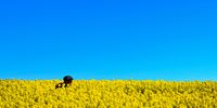 As somebody who earns a living in the media, I'm supposed to be objective about what I disseminate, and remain neutral and unbiased. Anyway, here's a photo of a man riding in a field of blossoms on a sunny day. Image: Chris Hitchcock