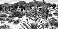 Flowering aloes on the road to the Kalkkop impact crater which can be found on a private farm 50 kilometres south east of the town of Aberdeen, Eastern Cape, in the Eastern Cape Province of South Africa.. (Photo: Karina Turok)