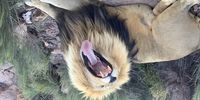Morning yawn, Game Lodge in Karoo. Image: Christina Coates