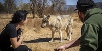 Husband and wife team Lexi, left, and Ronnie Austin with one of their wolves. The sanctuary is home to two packs of wolves. (Photo: Shiraaz Mohamed)