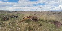 A swarm of locust take over a farm in the Northern Cape, South Africa. (Photo: Supplied)
