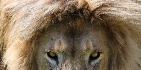 Wildlife experts spurn invite to serve on environmental panel, indicating bias and co-option