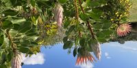 King Proteas greeting the sun at Kirstenbosh. Photographer: Terry Lessem 