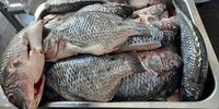 Tilapia in the kitchen, awaiting prep. (Photo: Wanda Hennig) <br>